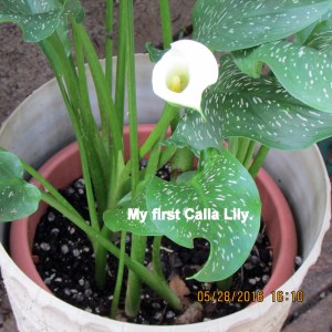 My first Calla Lily