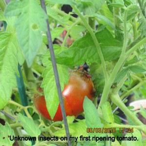Full size picture of insects on my first ripening tomato