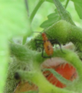 Close up of one single insect