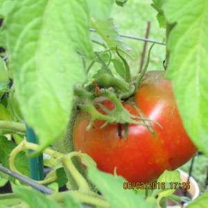 Large picture of single insect