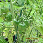 Cluster tomatoes
