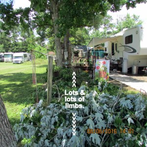 Lots and lots of limbs