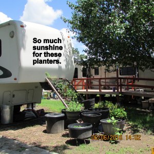 Sunshine for the planters