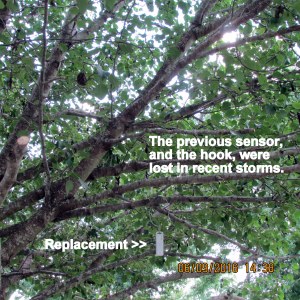 Sensor in the tree