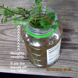 Caterpillar on slips