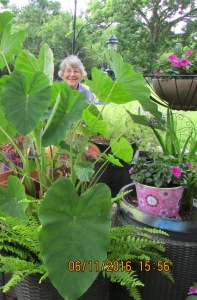 Peeking through the Elephant Leaf plants