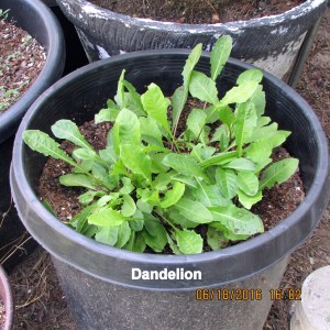 Dandelion plants