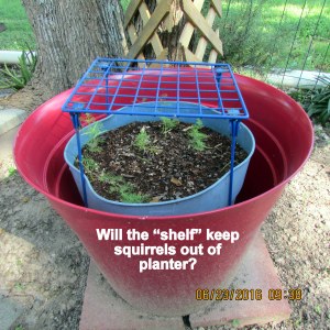 Attempt to keep squirrels off planter