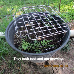 Took root and growing