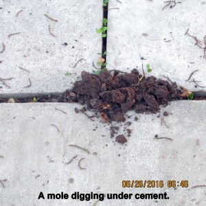 Mole digging under cement