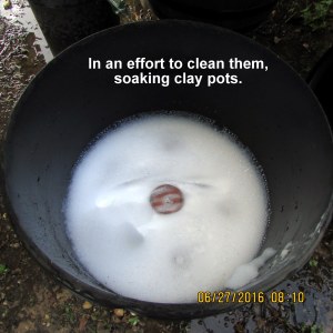 Soaking clay pots