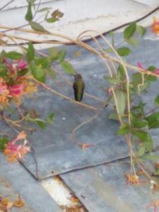 Hummingbird in Bend, Oregon (1)