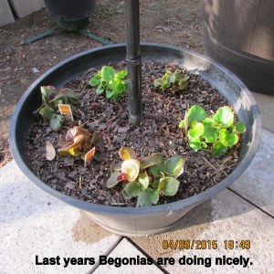Begonias doing well April 1015
