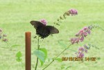 Swallowtail on Butterfly Bush