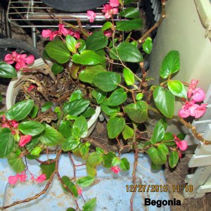 Begonia in December 2015