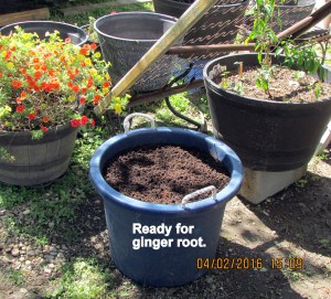 Ready to plant ginger root