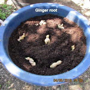 Ginger root on the surface