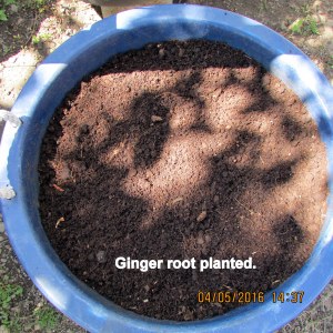 Ginger Root planted