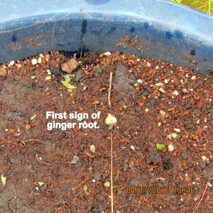 First sign of ginger root