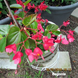 Begonia in May 2016