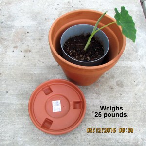 The Elephant Ear bulb freshly planted