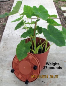 Large Elephant Ear transplanted