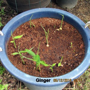 Ginger root in May