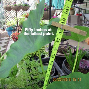 Elephant Ear fifty inches tall