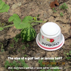About golf ball size