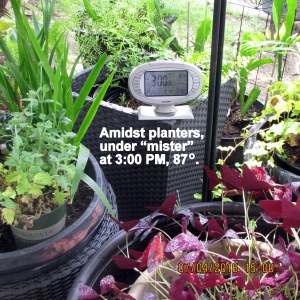 Temperature at three PM under mister