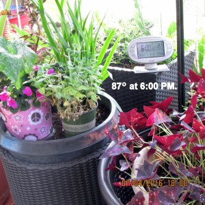 Under mister temperature at six PM