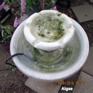 Algae in fountain