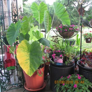 Elephant Ear on patio broad view