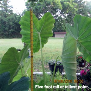 Elephant Ear five foot tall