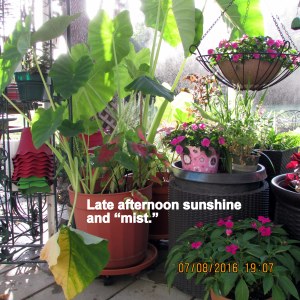 Mist on the Elephant Ears