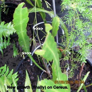 Cereus has new growth