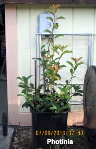 Photinia