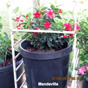 Mandevilla