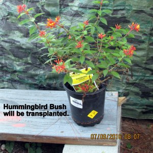 Hummingbird Bush
