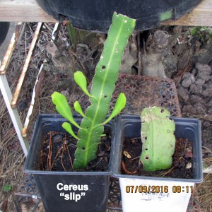 Cereus slips