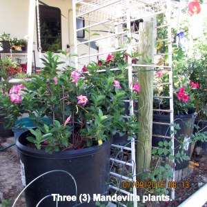 Three Mandevilla plants