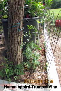 Hummingbird-Trumpet Vine following the fence