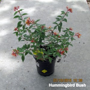 Hummingbird bush