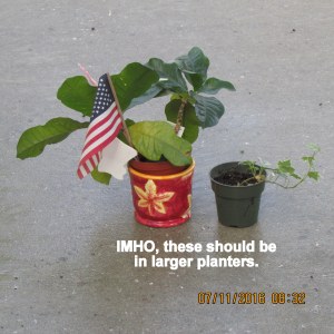 Plant sitter of two plants