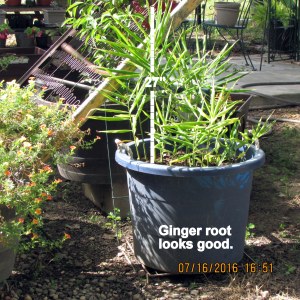 Ginger in July