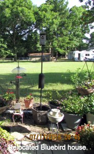 Relocated Bluebird house