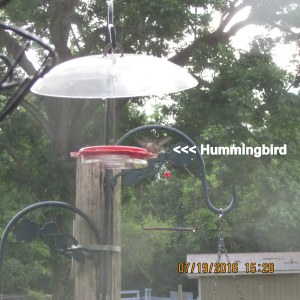 Hummingbird at feeder