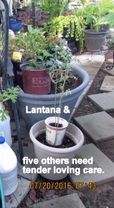 Five plants need TLC