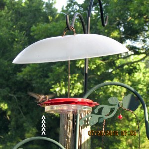 Hummingbird at the feeder