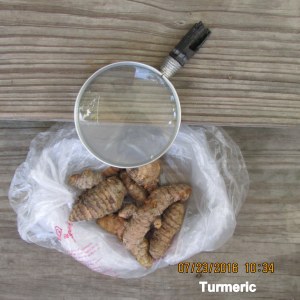 Turmeric under my magnifying glass